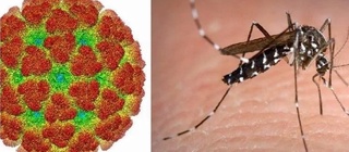 Yevropa chikungunya virusi o‘chog‘iga aylanishi mumkin