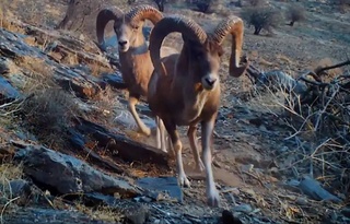 Kyzylkum mountain sheep were caught in a camera trap in the Nuratinsky State Reserve
