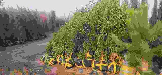 Каттақўрғон кўчатлари экишга шайми?