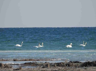 Вишилдоқ-оққушлар тасвирга олинди