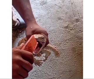 Buxoroda fuqaro echkiemarga nos chektirdi