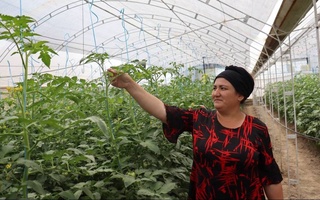 ФАО провела «День поля» в Наманганской области