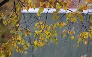 Дам олиш кунлари ёғингарчилик кузатилиб, кучли шамол бўлиши кутилмоқда