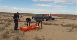 Йўрға тувалоқлар табиатга қўйиб юборилди