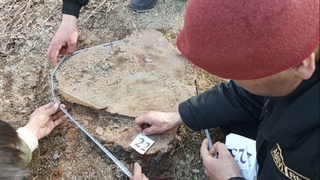 Бекободдаги дарахтлар кесилиши ҳолати бўйича расмий муносабат билдирилди