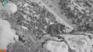 Қашқадарёда Тян-Шан қўнғир айиғи видеоқопқонга тушиб қолди