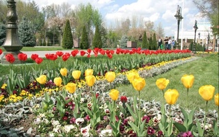 Синоптики рассказали, каким будет апрель в Узбекистане