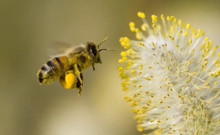 Oʻzbekistonda asaldan koʻra asalarilar eksporti oshmoqda