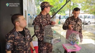 В Ташкенте на рынке «Куйлюк» пресечена незаконная продажа восточных удавчиков