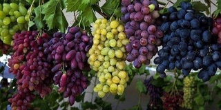 Узумчилик: янги имтиёз ва имкониятлар ташаббусларга қанот бўлмоқда