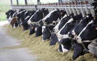 Italiya Oʻzbekiston chorvachiligiga 90 mln yevro investitsiya kiritadi