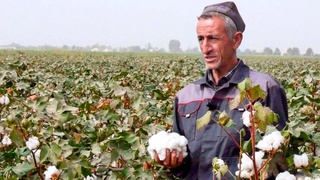 В Денауском районе Сурхандарьинской области полным ходом идет сбор хлопка