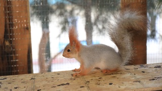 Фарғонада олмахонларни ноқонуний олиб киришга бўлган уриниш фош қилинди