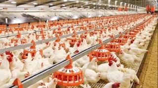 Парранда патларидан ўғит сифатида фойдаланиш устида изланиш олиб борилмоқда