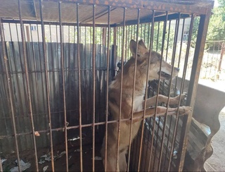 В Сурхандарье поймали и передали специалистам волка, который забрался в дом местного жителя
