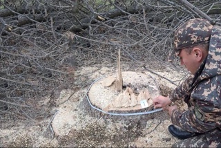 Ash trees were illegally cut down in Tash region: damage to nature amounted to more than 400 million soums