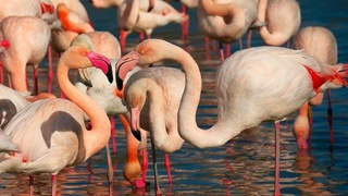 На озеро Сарикамыш в Каракалпакстане прилетели фламинго