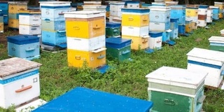 Имтиёзли кредит маблағи мақсадсиз сарфланганлиги фош этилди