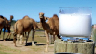 Tuya suti insulin in’yeksiyasining o‘rnini bosadi.