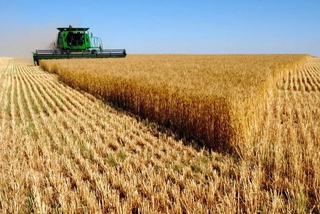 Бозор тамойиллари ғаллачиликда улгуржи нархларни пасайтирди