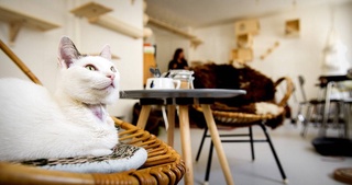 В Китае владельцы котов и собак начали устраивать их на работу в кафе