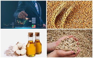 Birjada bugʻdoy, paxta yogʻi va shrotning narxi pasaydi