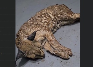 Yovvoyi Qoraquloq hayvonot bogʻiga topshirildi