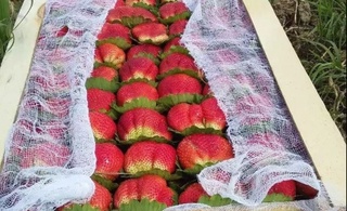 Фарғонада қулупнай экспорти 450 минг АҚШ долларини ташкил этди