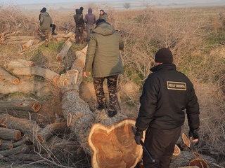 Бир дона қимматбаҳо дарахт кесилган, қолганлари сақлаб қолинди