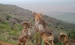 Нурота давлат қўриқхонасидаги фотоқопқонга Қизилқум архарлари тушиб қолди