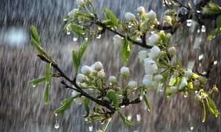 Байрам куни ёмғир ёғсада, ҳаво илиқ бўлиши кутилади