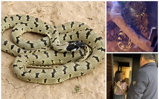 Аз як сокини Фарғона мори калифорниро пайдо карданд. Онро ба боғи ҳайвонот супурданд