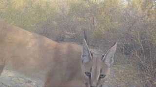 Туркменский каракал попал в кадр фотоловушки в парке «Южный Устюрт»