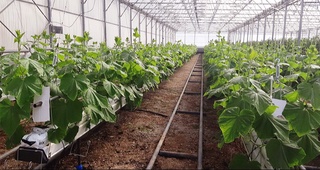 Энди иссиқхона хўжаликлари электр ва газ узилишлари ҳақида олдиндан хабардор қилинади