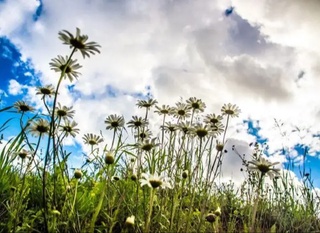 Эртага ҳаво бироз булутли бўлади