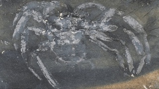 Германияда 310 миллион йиллик тошга айланган ўргимчак қолдиқлари топилди