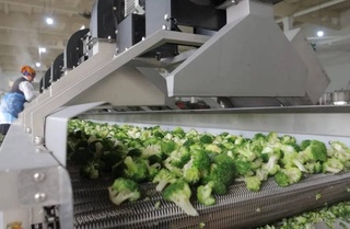 In Kashkadarya, the production of mashed cabbage broccoli has been established