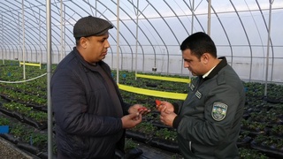 Sirdaryoda yilning to'rt faslida ham qulupnay etishtiriladi