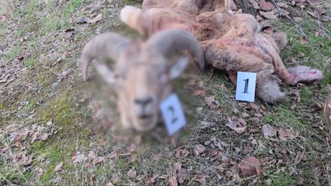 В Сурхандарье выявлена незаконная охота на бухарского горного барана