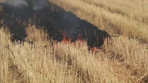 В Узбекистане усилили контроль за выжиганием полей после уборки пшеницы: оштрафованы более 170 нарушителей