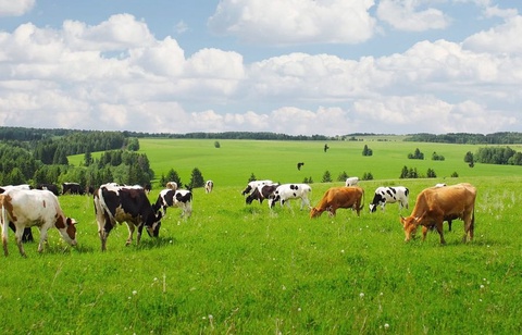 Шекараалды жайылымдарға малды тек күндіз ғана жаюға рұқсат етілген