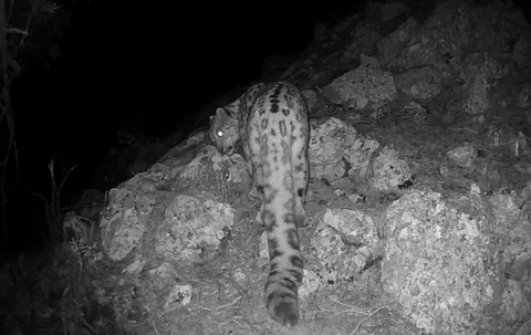 Qor qoploni fotoqopqondan qocholmadi