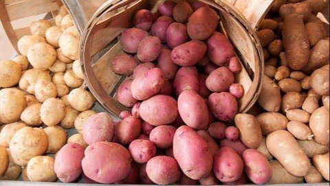 В 2022 году Узбекистан увеличил производство картофеля на 4,8%