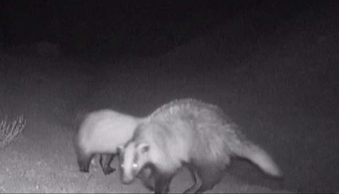 "Сайгачий" қўриқхонасидаги фотоқопқонга бўрсиқлар оиласи ва чиябўри тушиб қолди