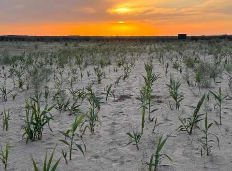Orol dengizi tubida yuqori darajadagi shoʻrlanishga chidamli oʻsimlik sinovdan oʻtkazildi
