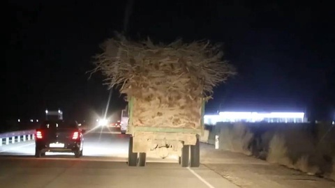 In the Bukhara region, a fine of 40 million soums was imposed on saxaul fellers