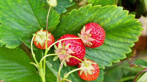 Qulupnayda foydali moddalar miqdori ko'p, kaloriya esa kam – diyetolog