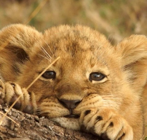 Бухородаги ҳайвонот боғида 4 та шер боласи дунёга келтирди