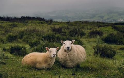 В Нидерландах появился новый тип вируса блутанга