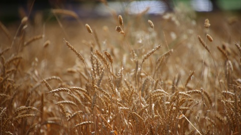 В Узбекистане объявлены ожидаемые минимальные цены на урожай зерна 2022 года